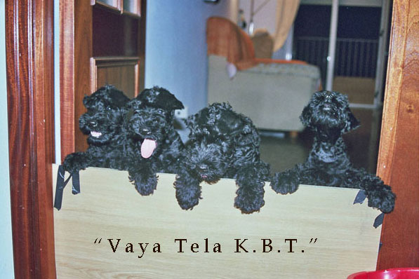 camadas de kerry blue terrier