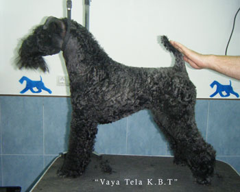 Artemisa Cachorro Kerry Blue Terrier